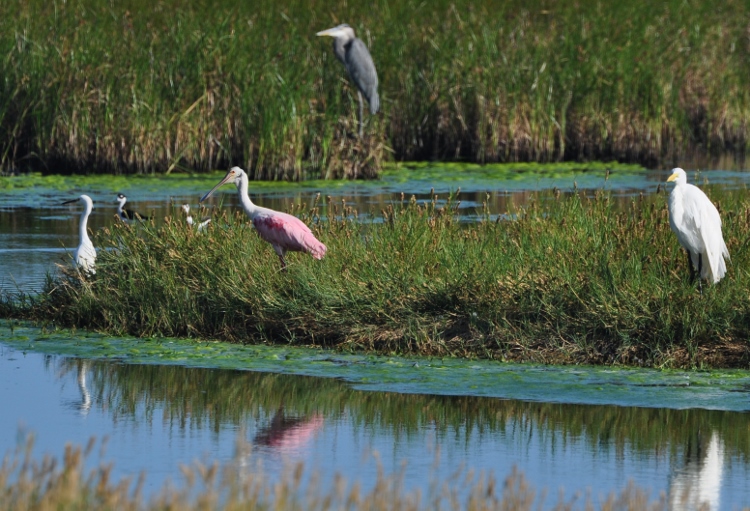 waterbirds in marsh